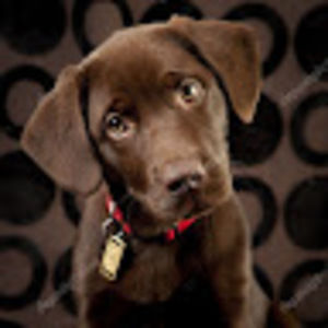 Meet your Posher, Noah